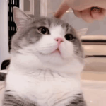 Tudou The Potato Cat Fan Club!!!