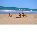 Ocean puppy army