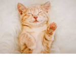 We Love Cats Meow!