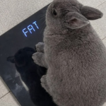 fat bunny lovers