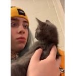 Cats Donation and Friends