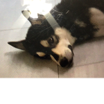 Clumsy dogs
