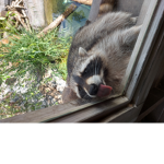raccoon picture