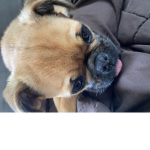 PUG L O V E R S GROUP