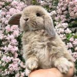 Our cute little bunny squad!
