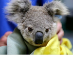 #Team Koala Bear