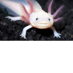 axolotlssss