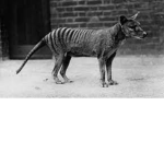 save the Thylacines