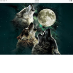 lil wolves