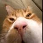 Poolio