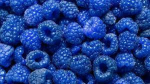 Blue raspberrySquad