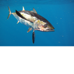 The Fish Games