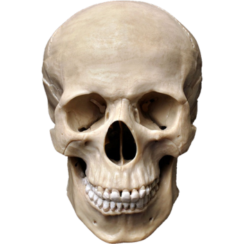 skelly