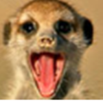 the cute meerkats