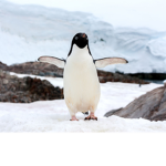 Penguin Love Group
