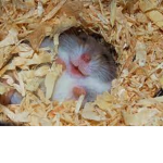 Happy Hamster Home