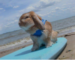 - bunnies den -