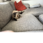MY CAT LUNA-KANYNY