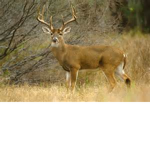 Tree Stand Hunters