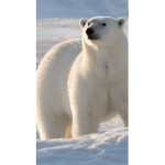 Save polar bears