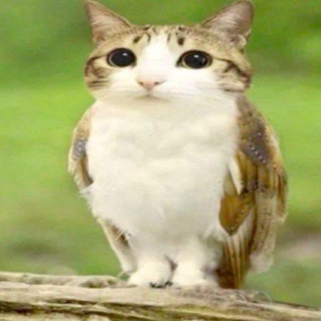 猫头鹰障碍赛 [新的] 😱🔥 