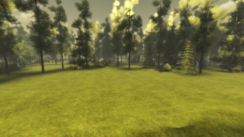 Forest