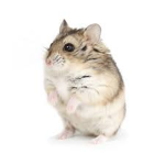 Team Hamster's