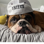 Tyson the bulldog