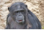 Monkey Swag Clothing