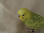 BIRBSSSSSSSSSSSSS