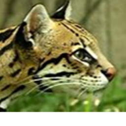 Ocelot islands