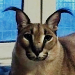 Floppa icon