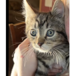 :) happy kittens :)
