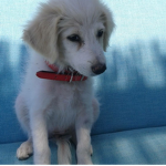 Puppys Doggys love
