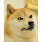 The Doge Haven