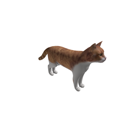 Cat from stray