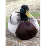 Ducks that do stuff