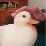 Epic Duck Gang YAS