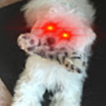 WildDoggo's