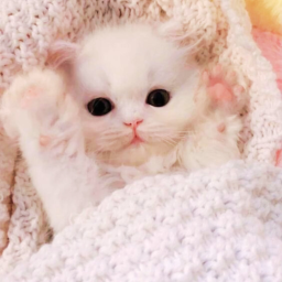 („ᵕᴗᵕ„) 🌸