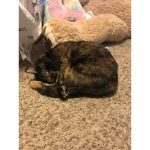 KITTY CAT!!
