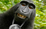 Da rich monkeys