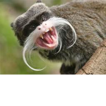 Mustache_monkey studios