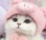 • かわいい