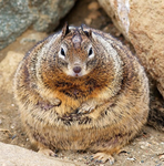 The squirrel army and others