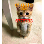 el gato team