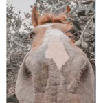 Horse stables academy