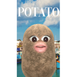 Hello my follow rats