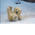 Teddies! (Clan or group)