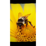 ..Bee Group..